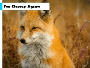 Play Fox Closeup Jigsaw
